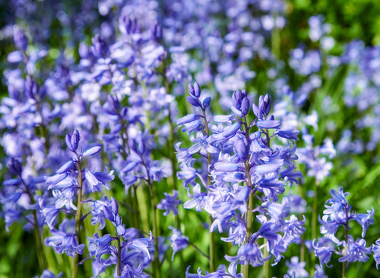 English Bluebells