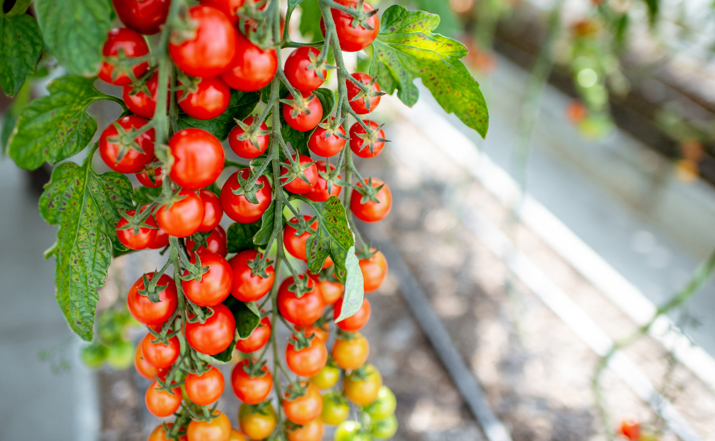 Tomato Bitonto F1