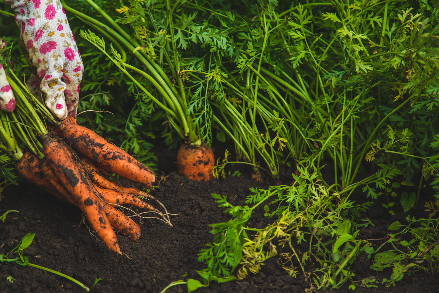 Carrot Autumn King