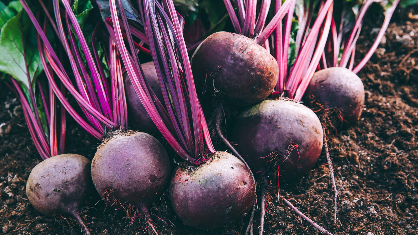 Beetroot Chioggia