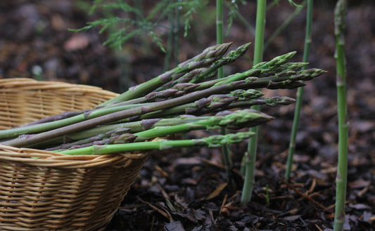 Asparagus Connovers Colossal