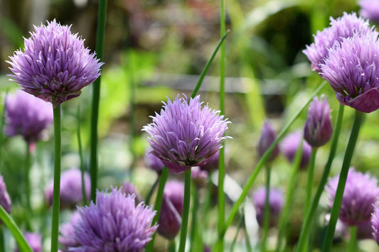 Chive Seeds