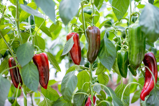 Jalapeno Seeds