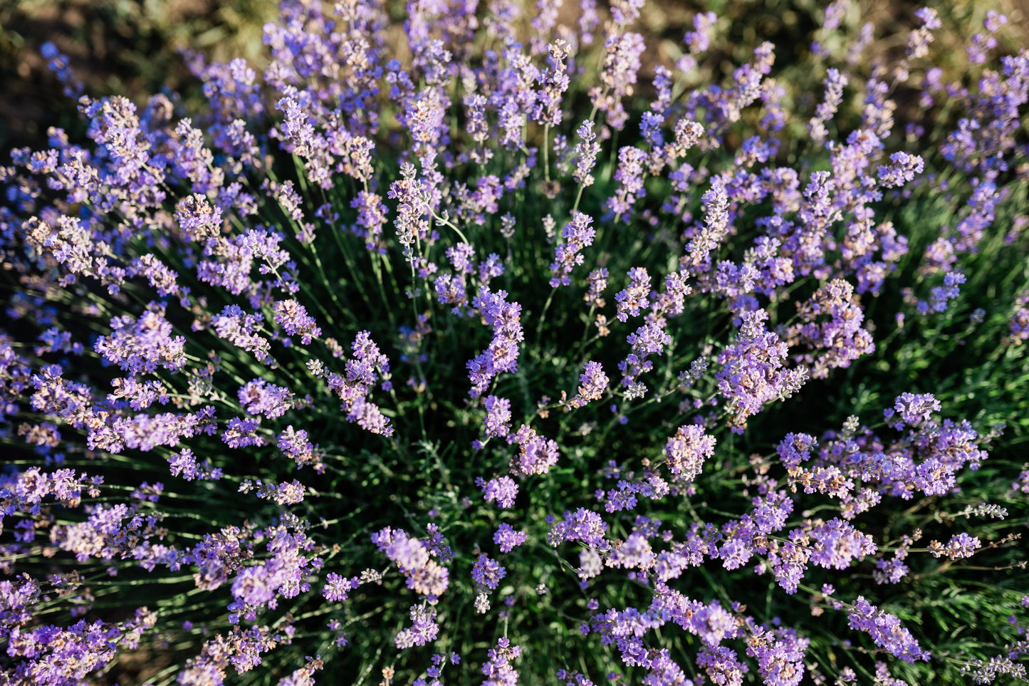 Lavender Seeds