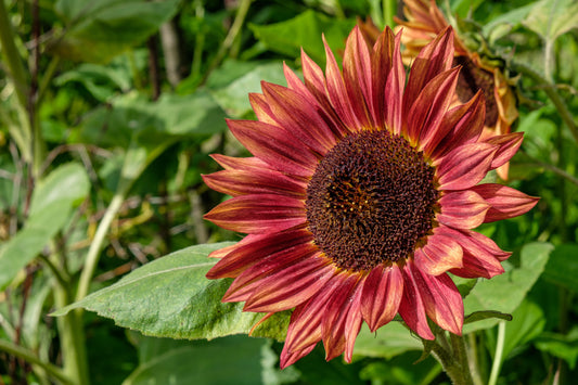 Red Sunflower Seeds