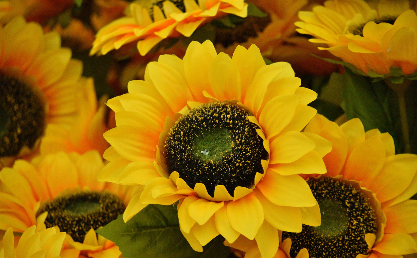 Miniature Pygmy Sunflower - Incredible