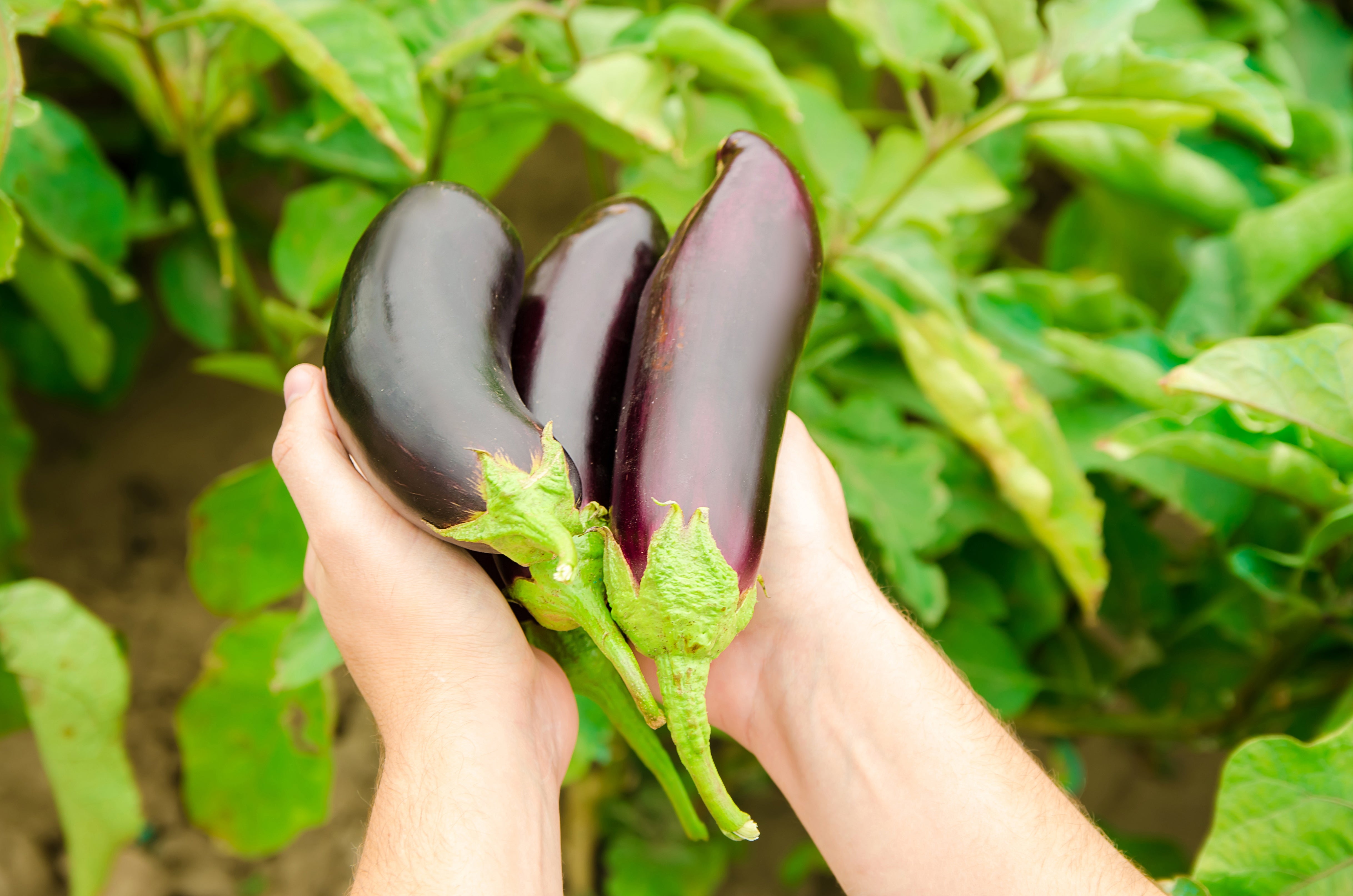 Aubergine Long Purple Seeds – Ludmoor