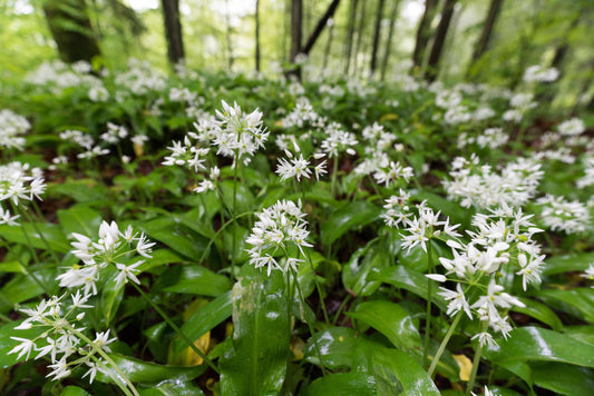 Ramsons (Wild Garlic)